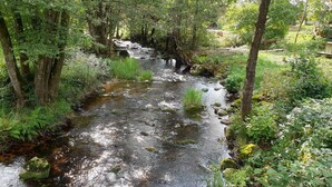 Een natuurlijke beek omringd door weelderige begroeiing en bomen.