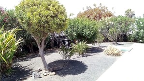 A garden with various plants and a small tree.
