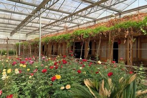 Un invernadero con hileras de plantas en flor y una estructura de madera cubierta de hiedra.