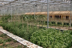 Un invernadero con varias filas de plantas, una estructura de madera al fondo y una estructura metálica.