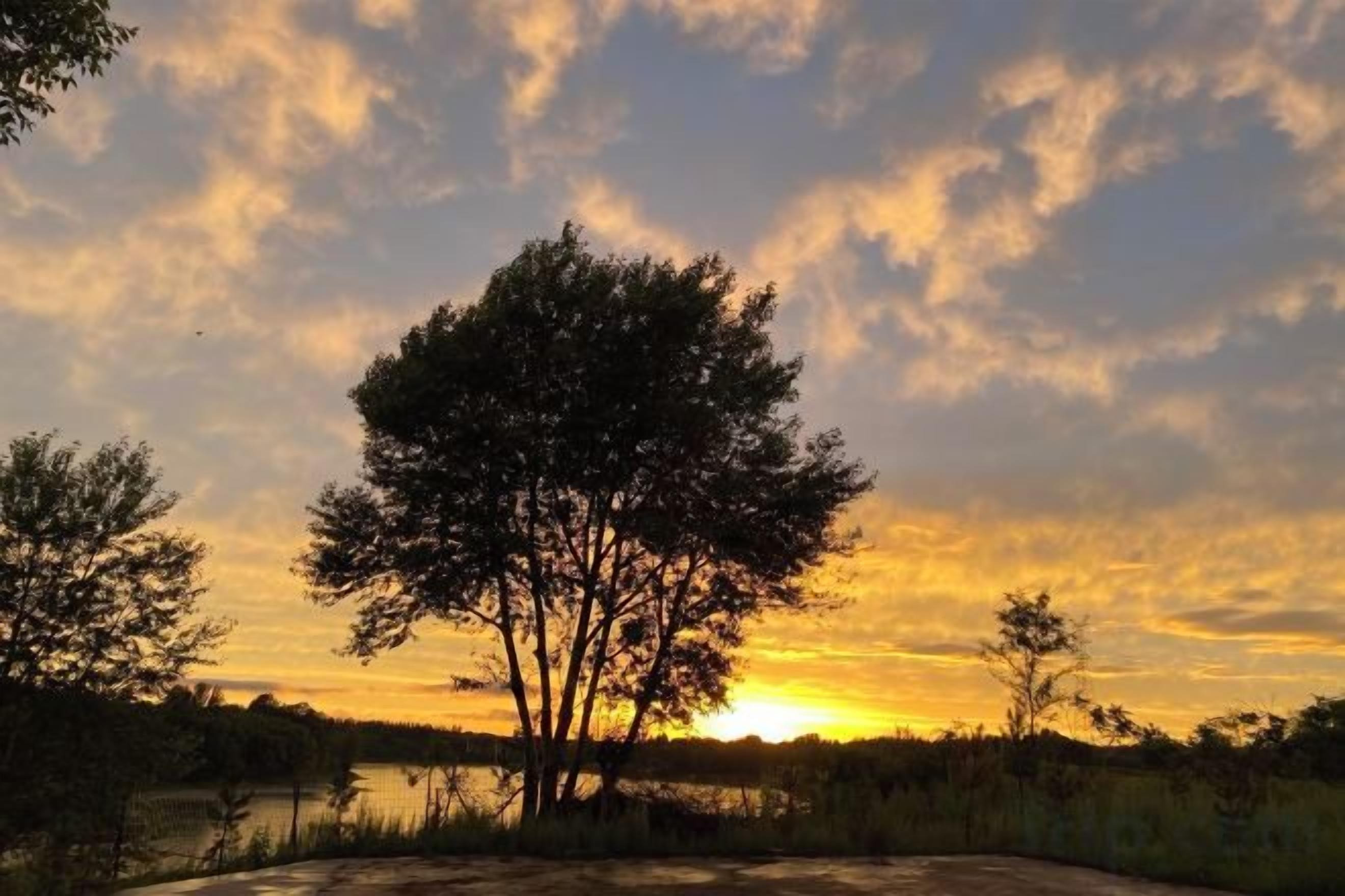 A sunset with a tree silhouette and a body of water.