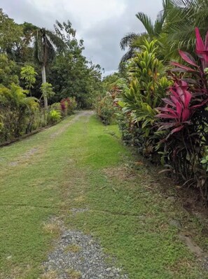 Un sentier traverse un jardin luxuriant, où l’on peut admirer une variété de plantes et d’arbres tropicaux.