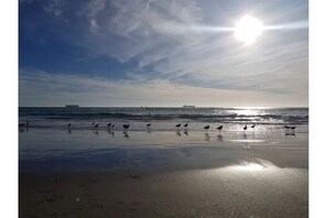 A beach with a calm sea, a few birds on the sand, and a ship in the distance.