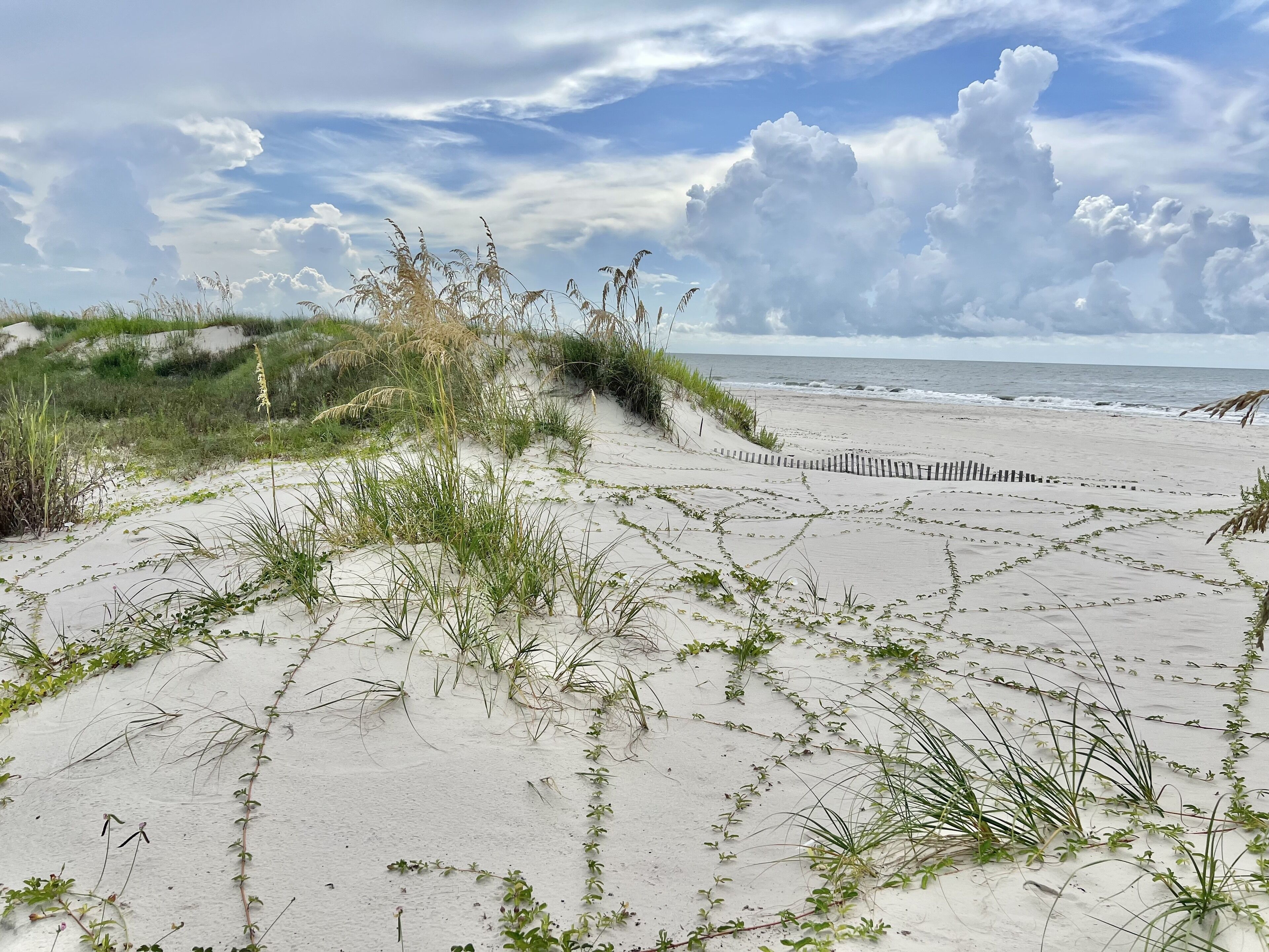 A sandy beach with dunes and a wooden fence.