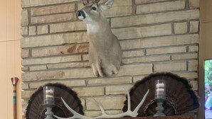 A stone fireplace with antlers, a glass door, and a decorative bowl on a patterned rug. -  Cozy Cabin with river frontage yards from river launch for kayaking or fishing. (Cherokee Village)