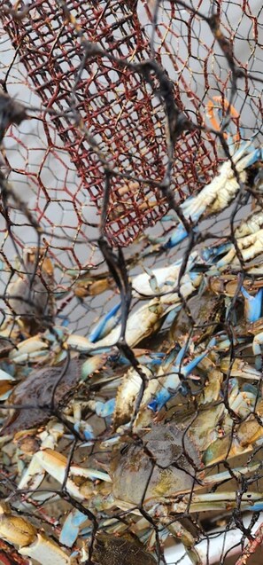 Nahaufnahme eines Fischernetzes mit darin befindlichen Krabben, das auf Fischfang hindeutet.