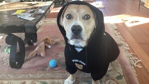 Un chien portant un sweat à capuche noir avec l’inscription « SPARK PAWS », assis sur un tapis à motifs, devant un plancher en bois et une table sur laquelle se trouvent des papiers et un jouet.
