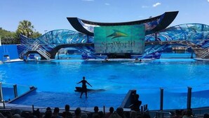 A large indoor pool with a dolphin show, surrounded by a curved glass structure and a large screen displaying the show. - New! 4-bedroom/Pool/Jacuzzi/ PGA Top Golf Course (Haines City)