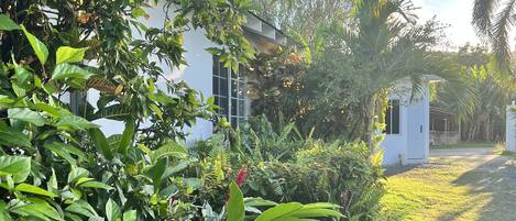 Um jardim exuberante com folhagem densa e um edifício branco com grandes janelas.