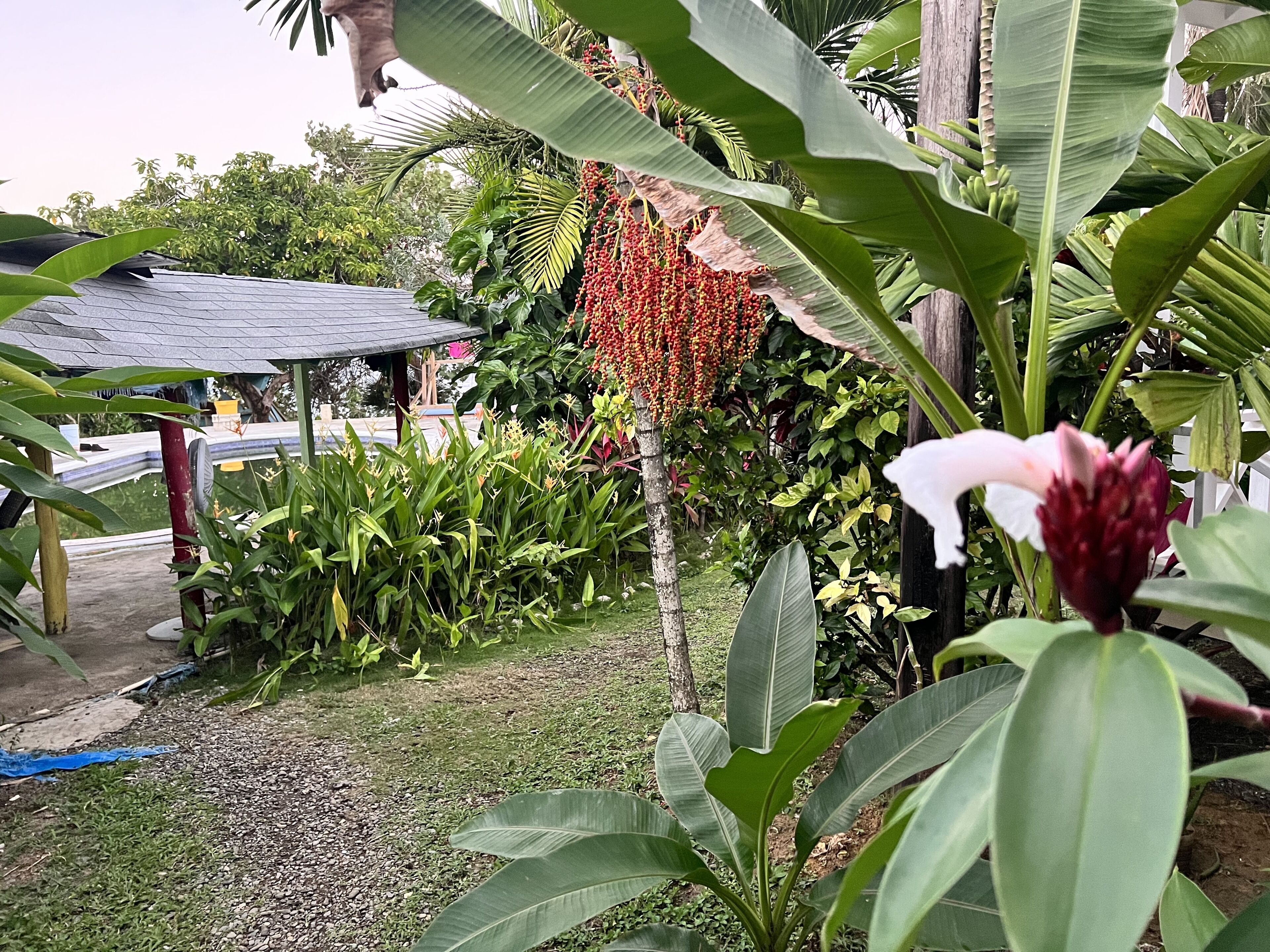 A garden with various plants, a small structure, and a building in the background.