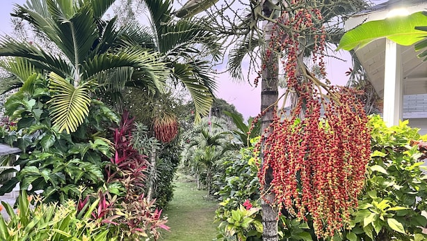 A garden pathway lined with various tropical plants and a palm tree. - Jamaica Colors Eco-Retreat Hotel and Spa (Rural Hill)