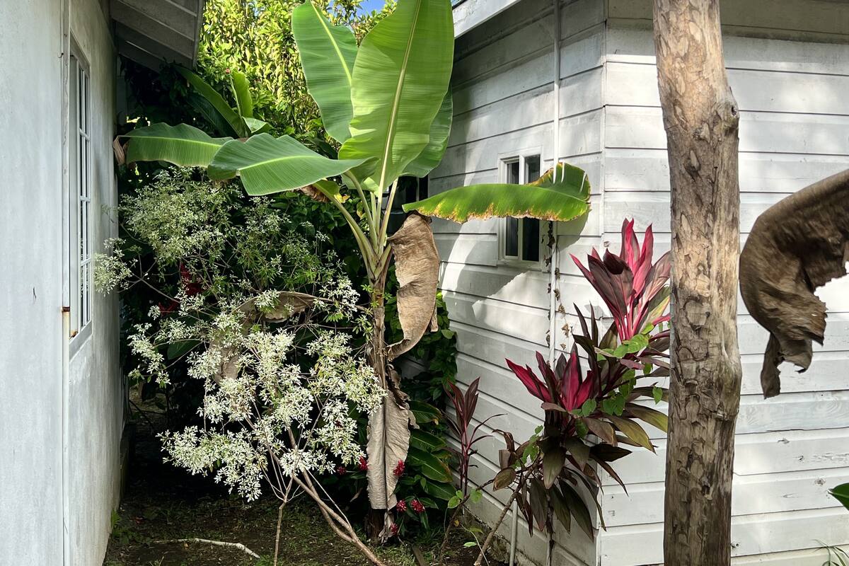 A garden area with various plants, including a banana tree and flowering shrubs, adjacent to a building with a window and a door.