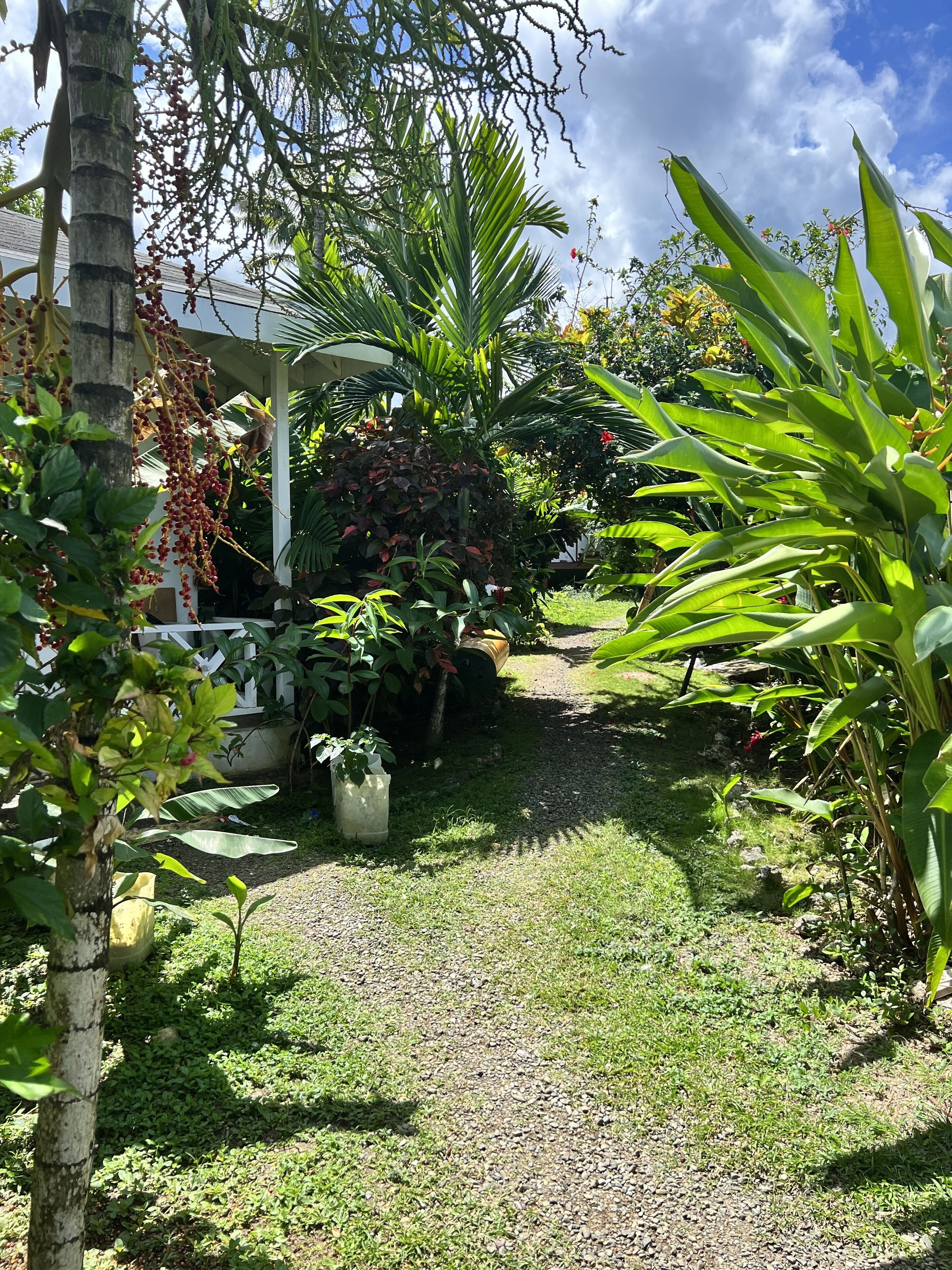 A garden with various plants and a pathway.