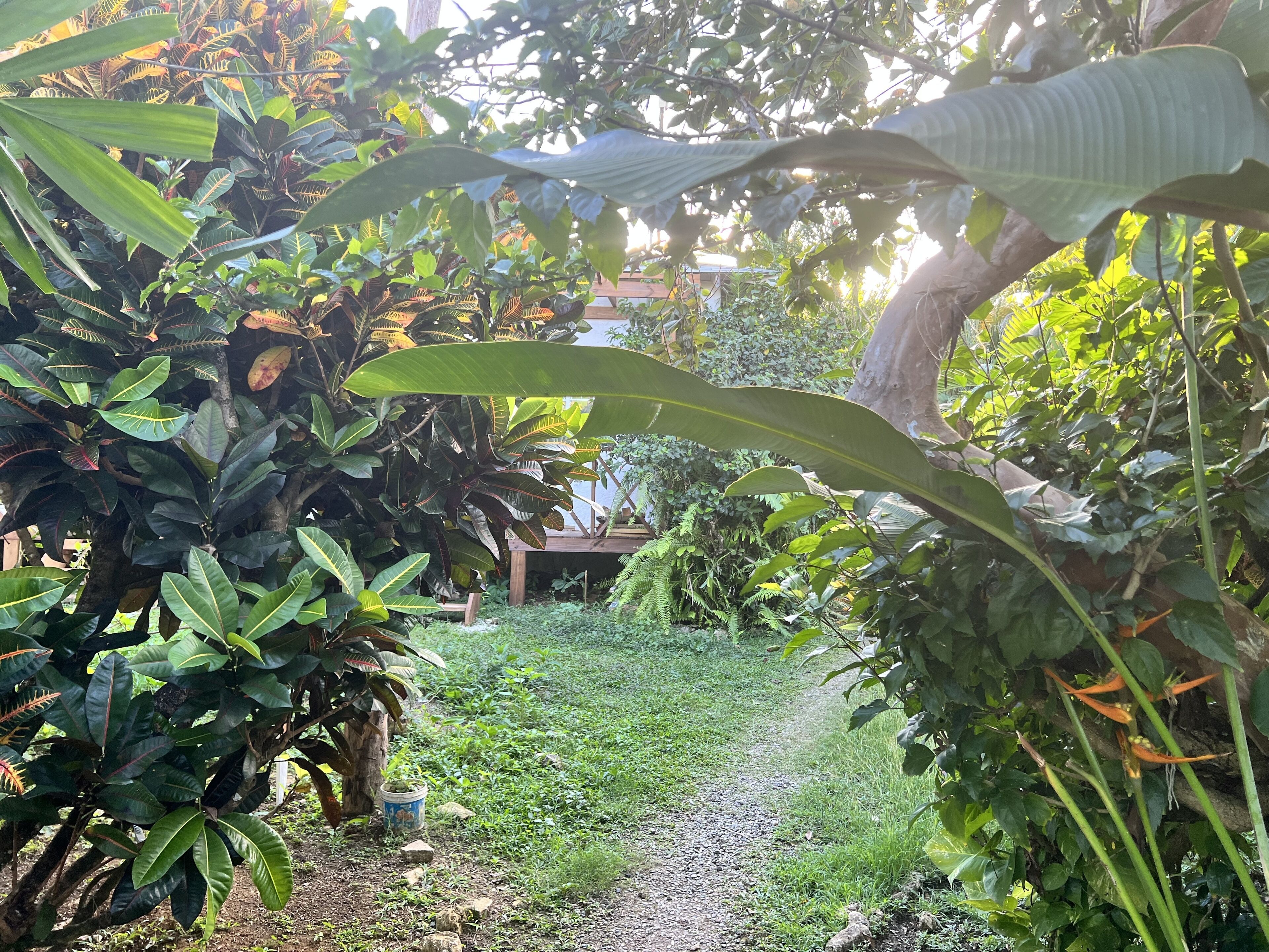 Un sentiero nel giardino, circondato da un verde rigoglioso e diverse piante.