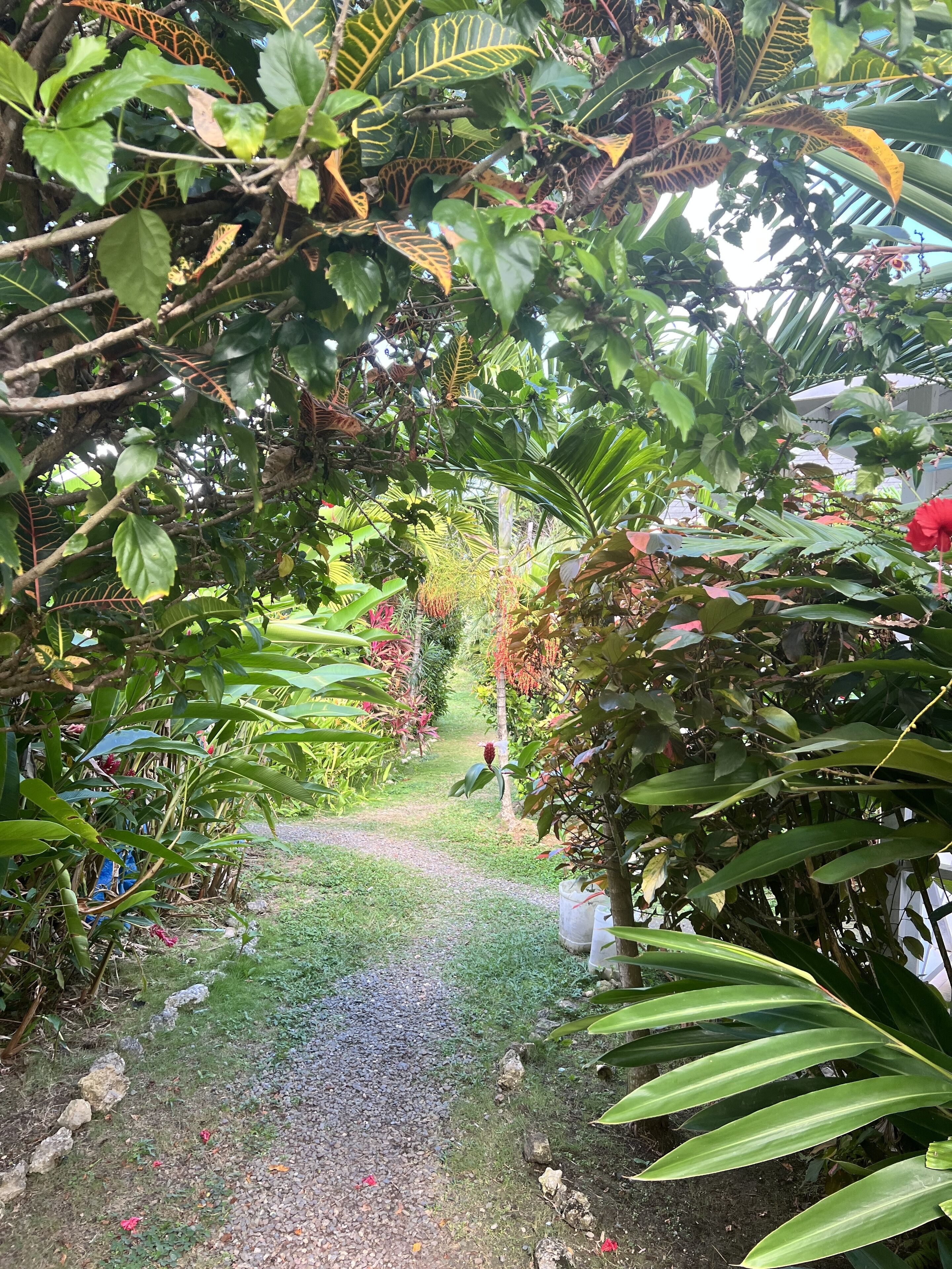 A garden pathway surrounded by lush greenery and various plants.