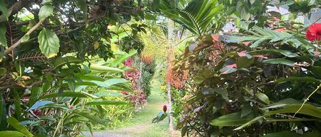 A garden pathway surrounded by lush greenery and various plants.