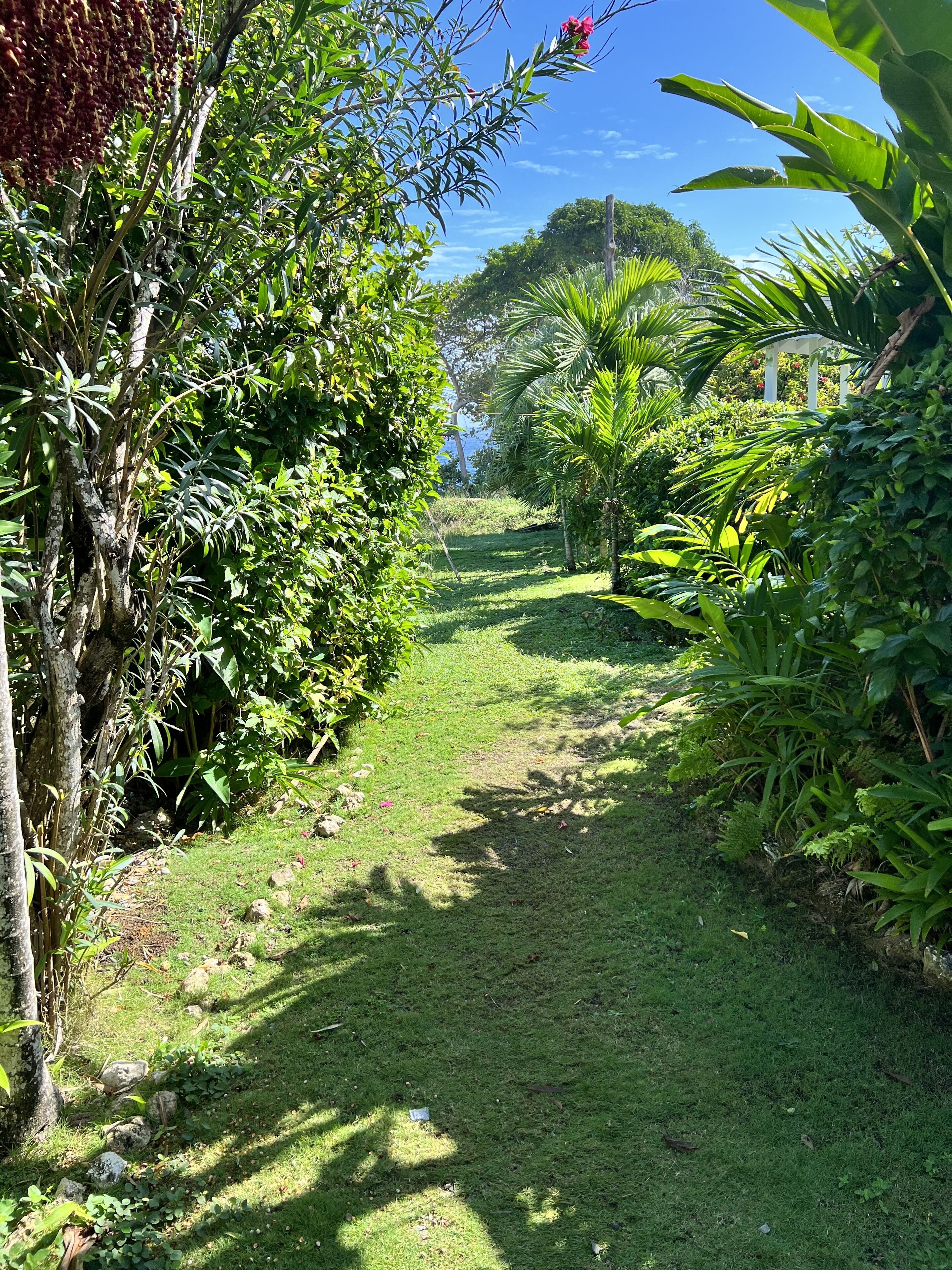 A pathway through a lush garden with various plants and trees.