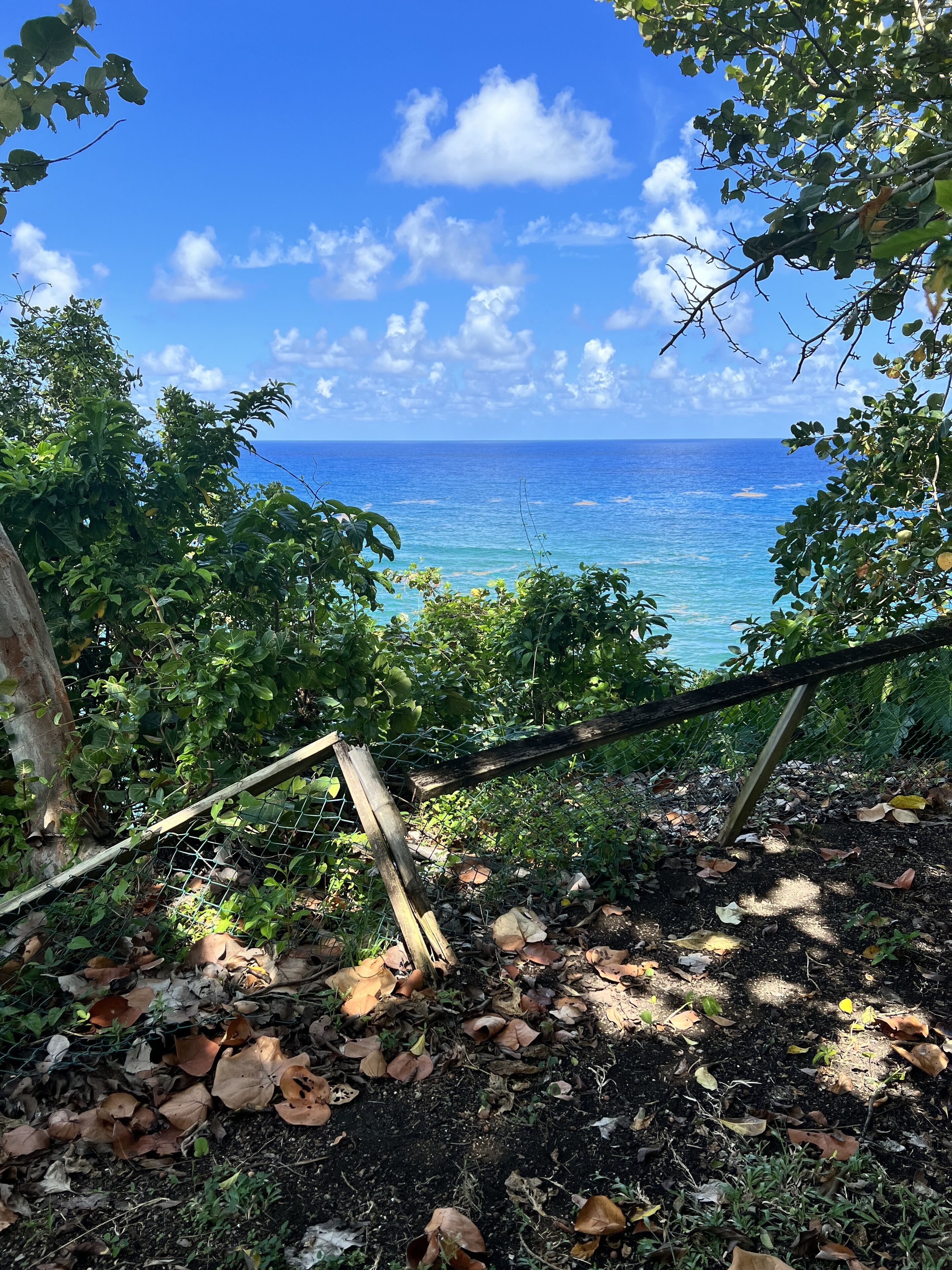 A view of the ocean through a natural frame of trees and foliage, with a wooden fence in the foreground.
