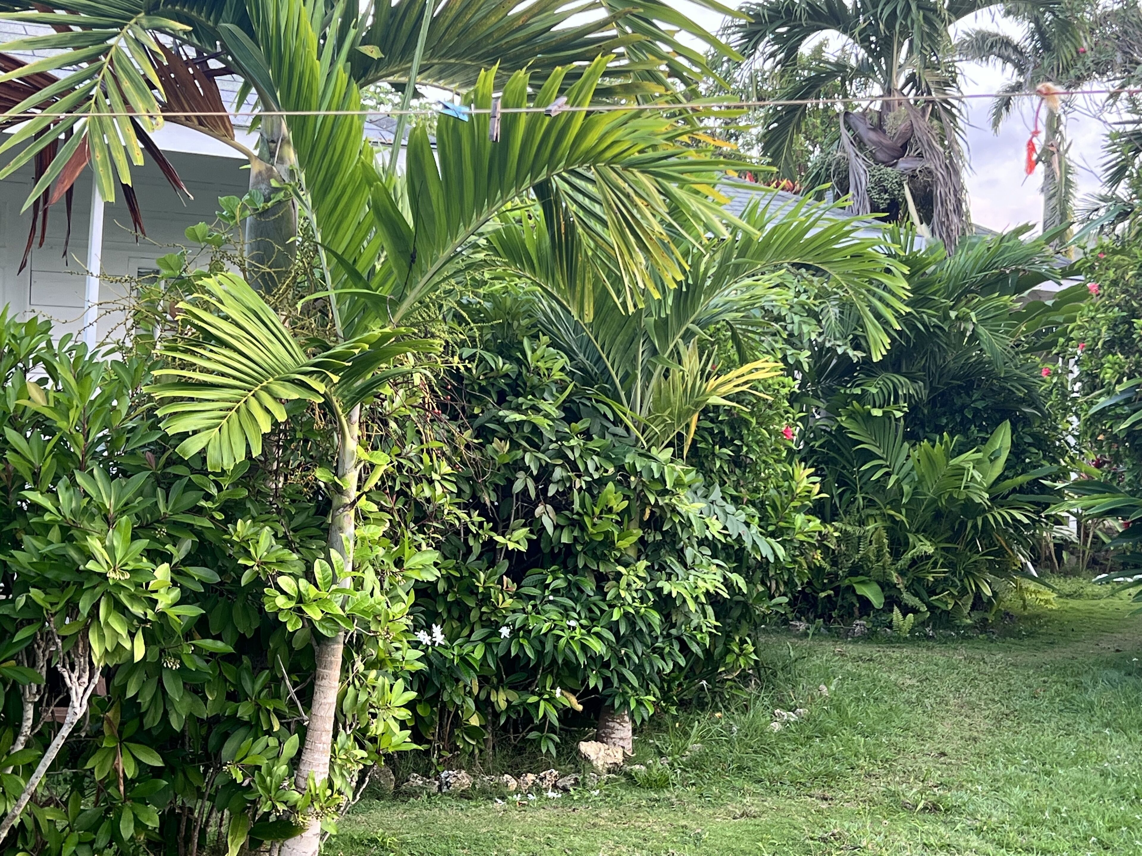 A lush garden with various tropical plants, a grassy lawn, and a structure in the background.