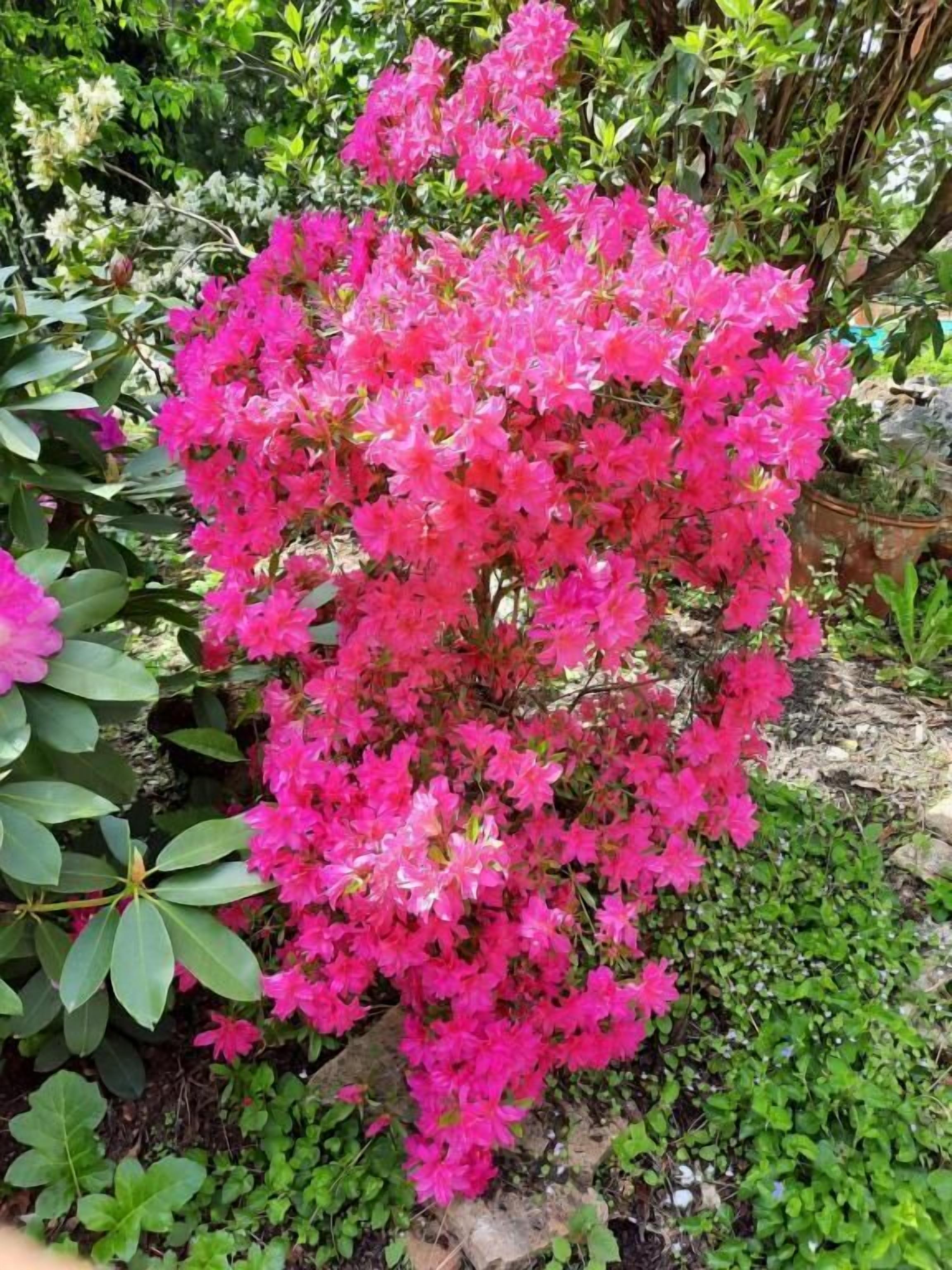 A garden with a prominent bush of pink flowers.