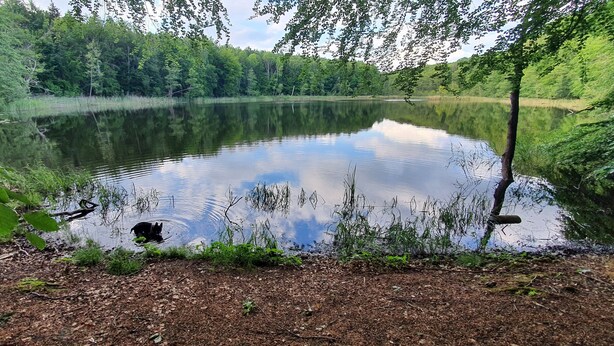 Ein stiller See, umgeben von dichtem Wald, ruhiges Wasser spiegelt die Bäume, und ein Hund am Ufer.