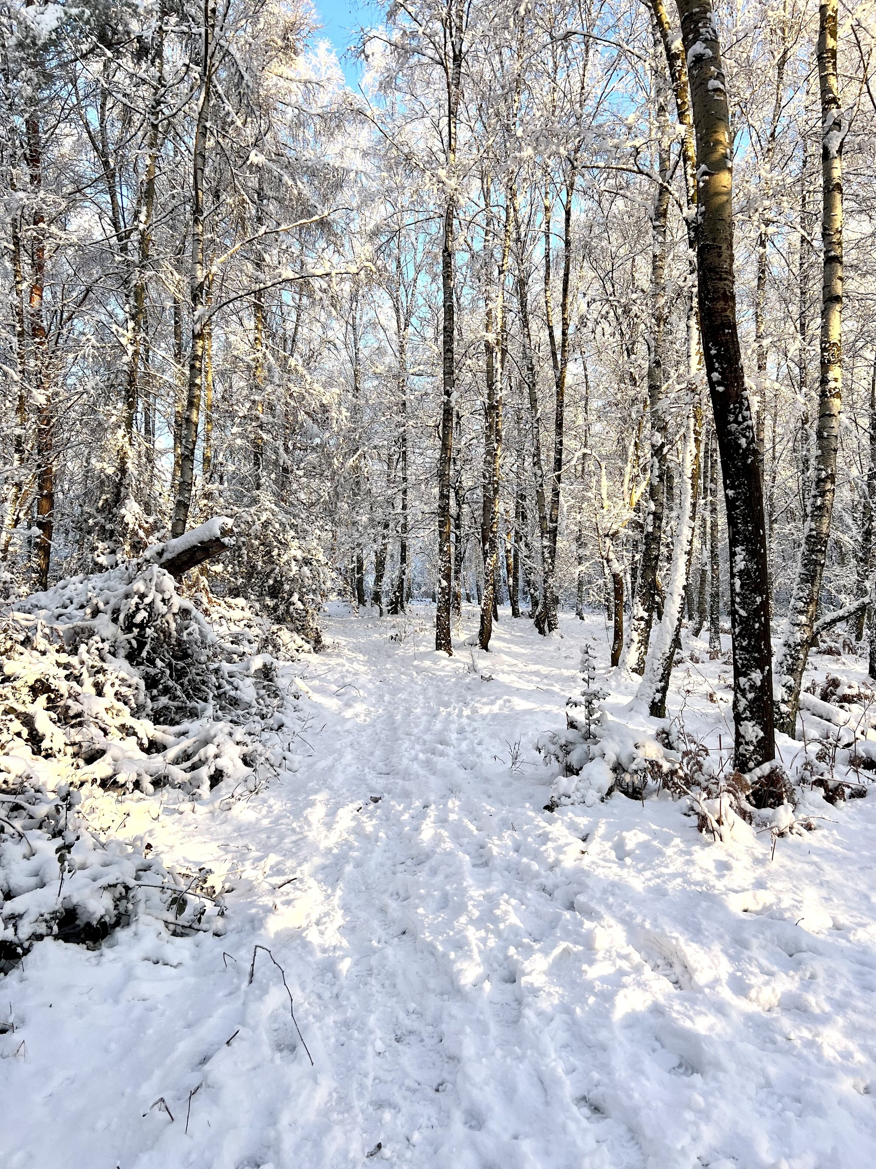 A snow-covered forest path with tall trees and a clear sky.