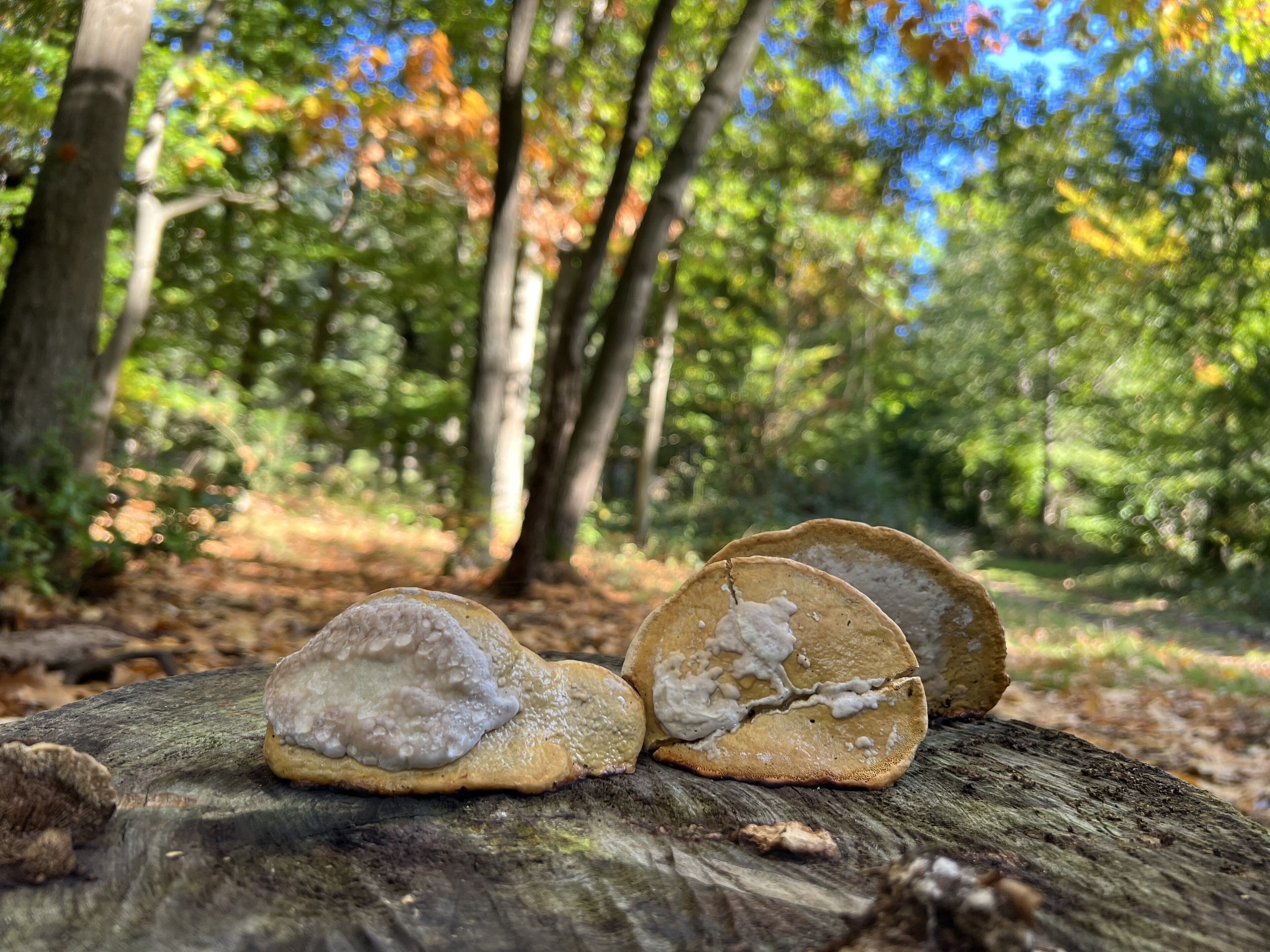 Drei Pilze wachsen auf einem Baumstamm im Wald.