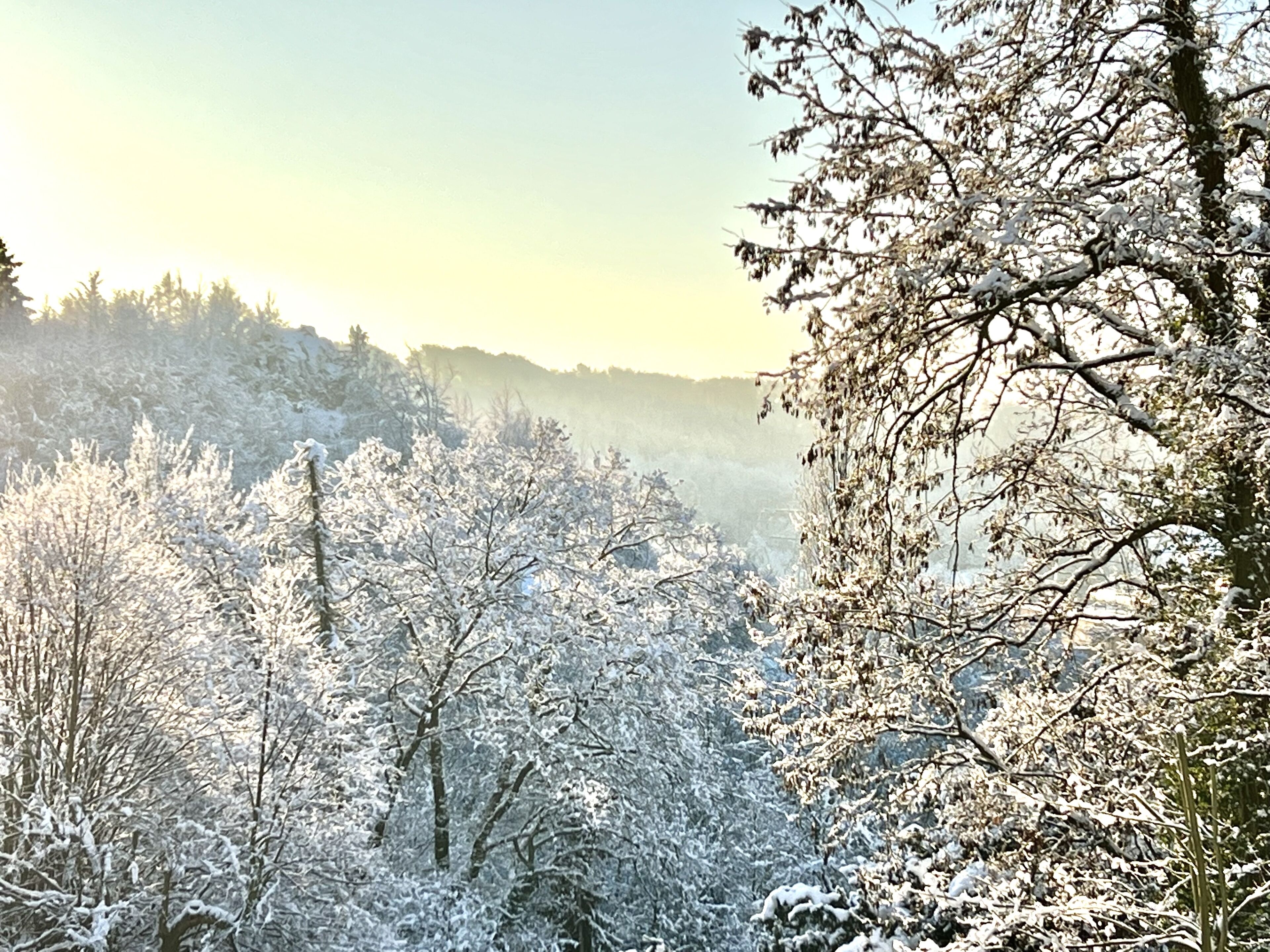 Eine bewaldete Landschaft mit schneebedeckten Bäumen und einem klaren Himmel.