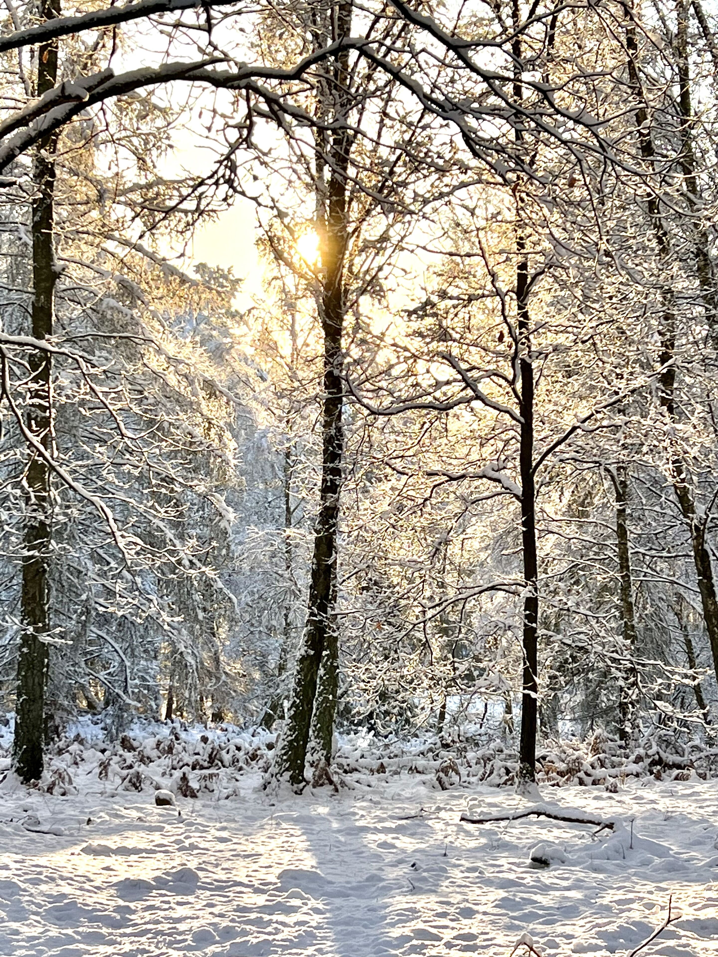Un bosque con árboles y suelo cubiertos de nieve, indicando un paisaje invernal.