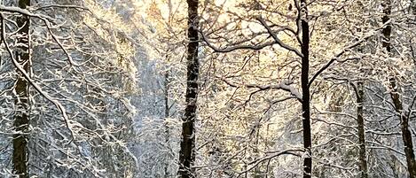 Un bosque con árboles y suelo cubiertos de nieve, indicando un paisaje invernal.