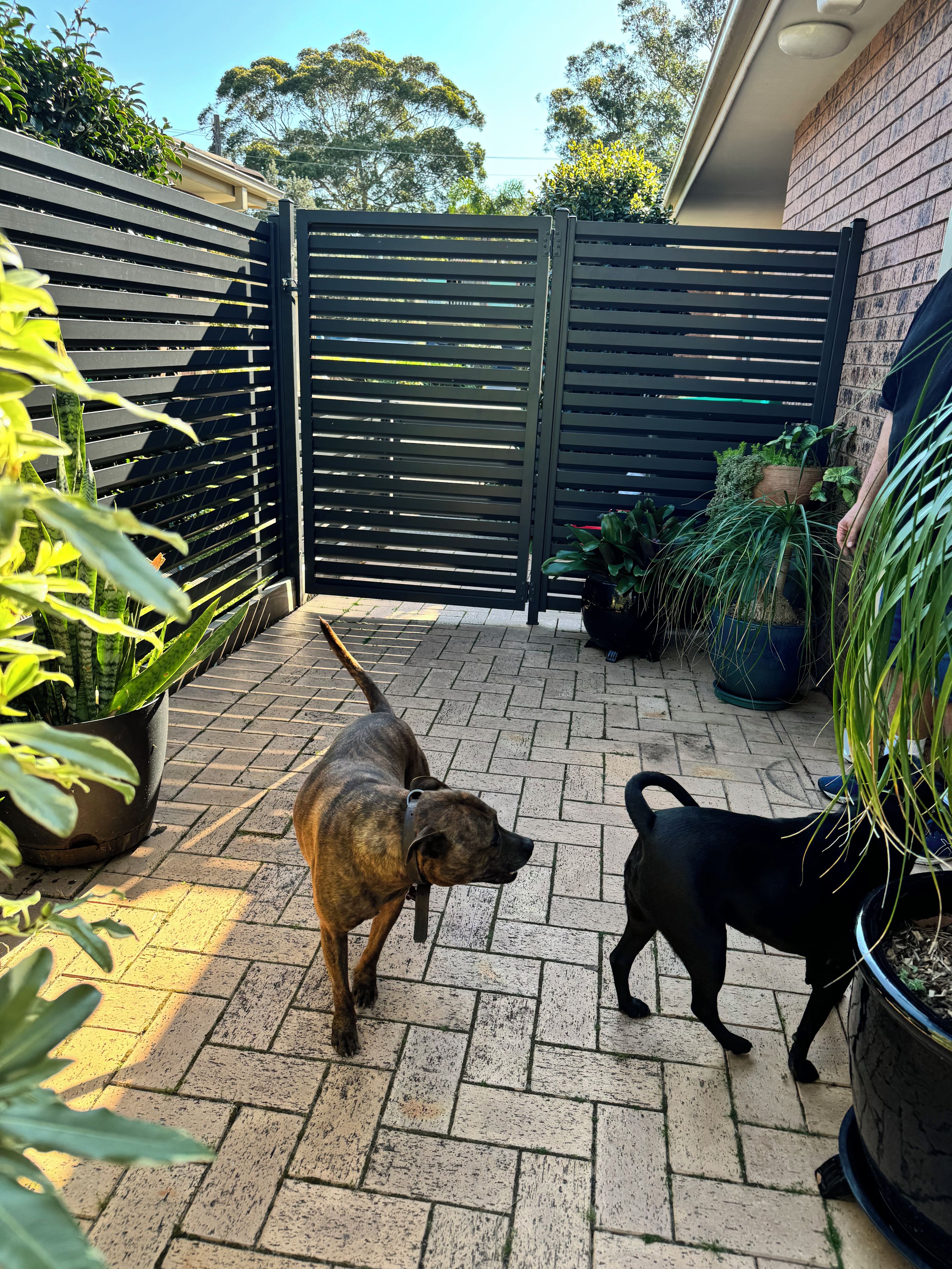 Une terrasse dallée avec deux chiens, une clôture noire et diverses plantes en pot.