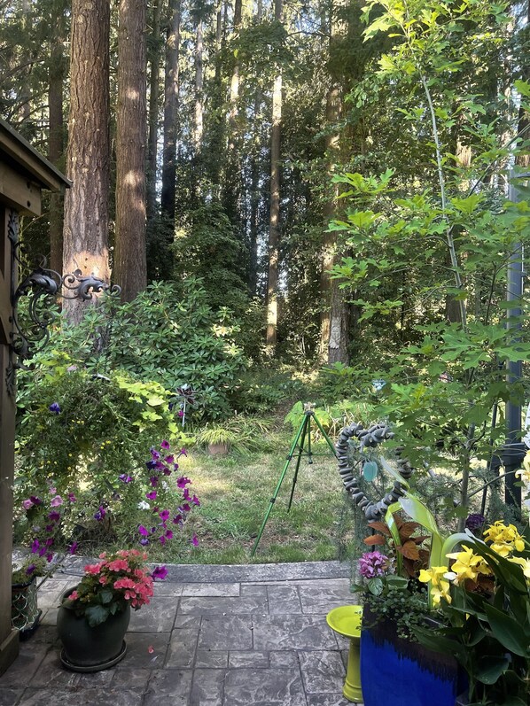 A garden with a stone pathway, potted plants, and a tripod.