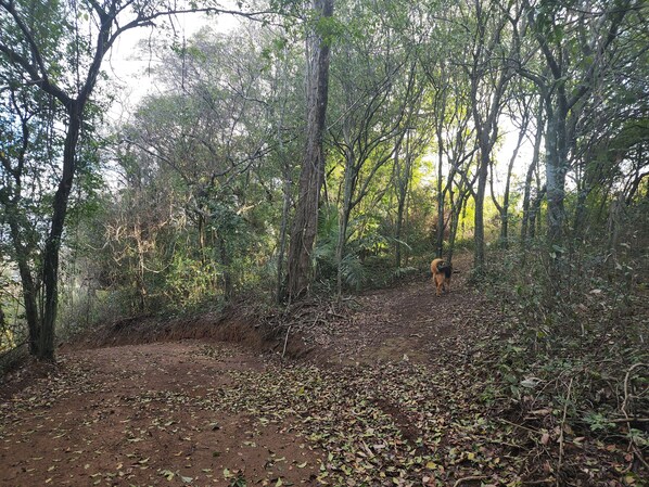 A forested area with a dirt path and a dog in the distance.
