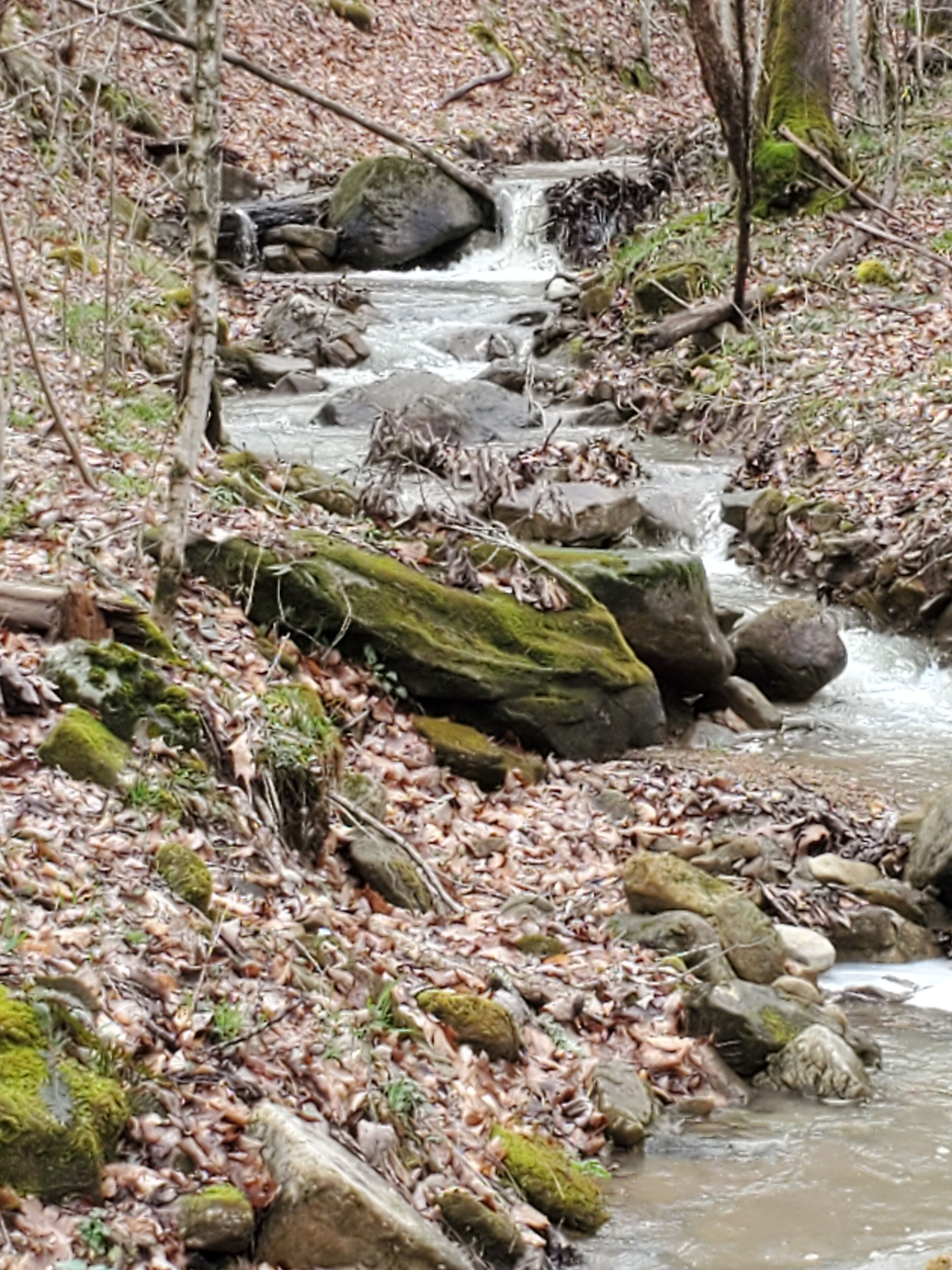 Ein Bach durch einen Wald, umgeben von Steinen und Moos.