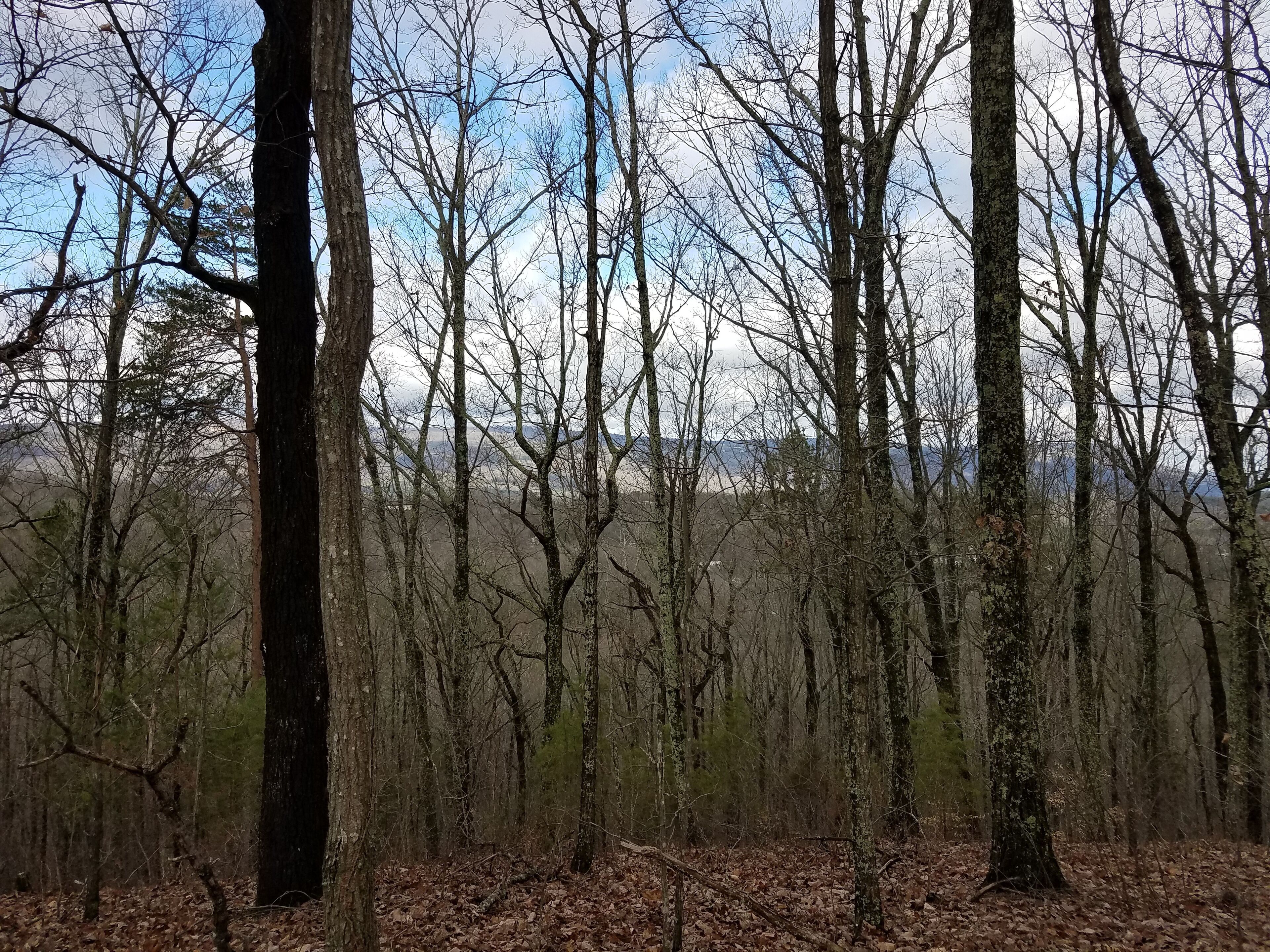 Une forêt avec de grands arbres et un ciel dégagé.