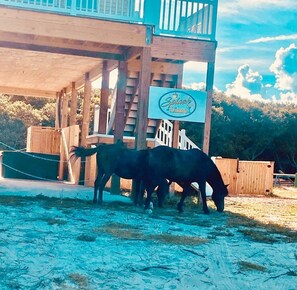 Unclassified image, 5 of 51, button