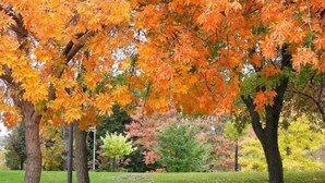 Un parc avec un banc vert, des arbres aux feuilles oranges et une pelouse.