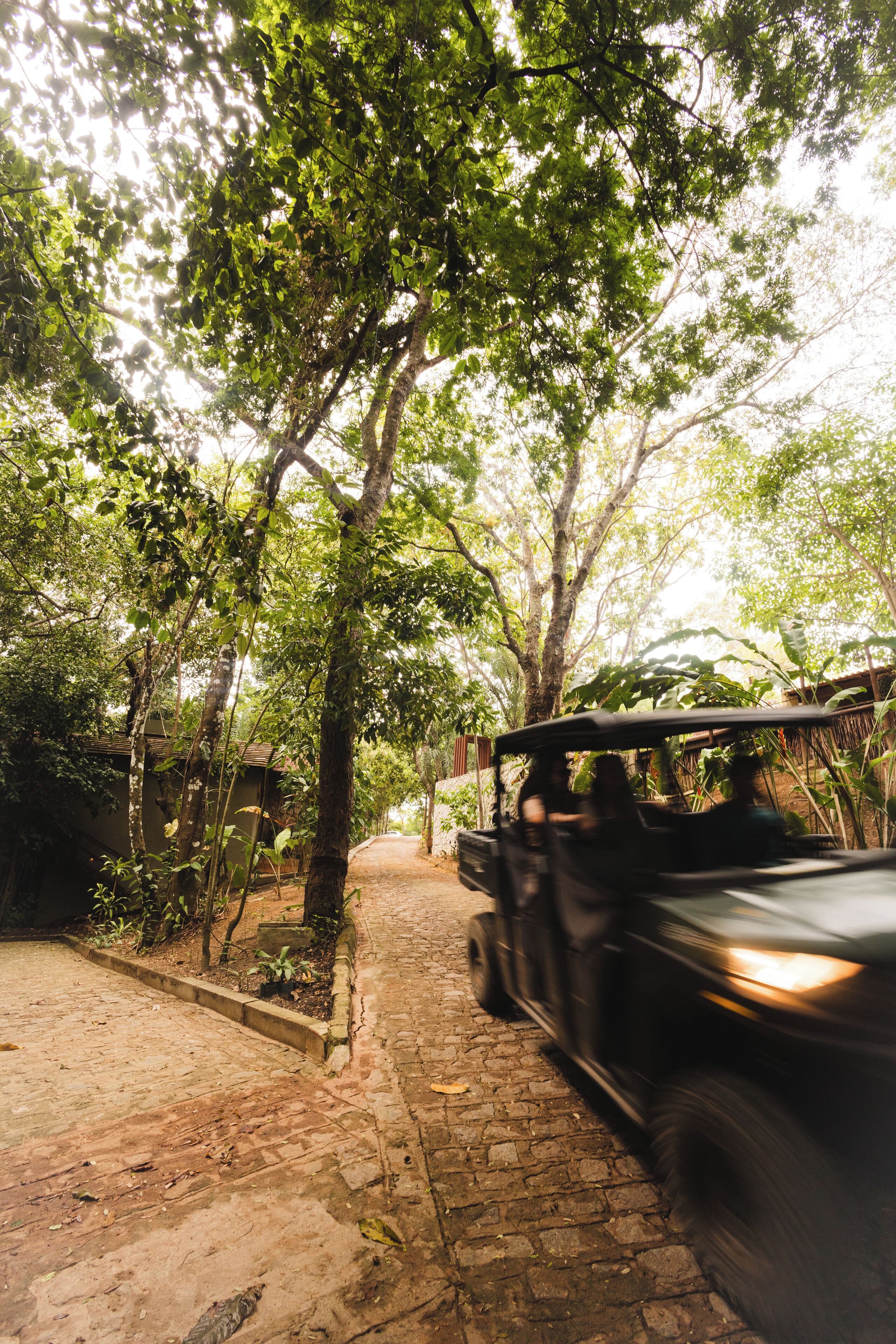 A paved pathway flanked by trees, leading to a building with a sloped roof.