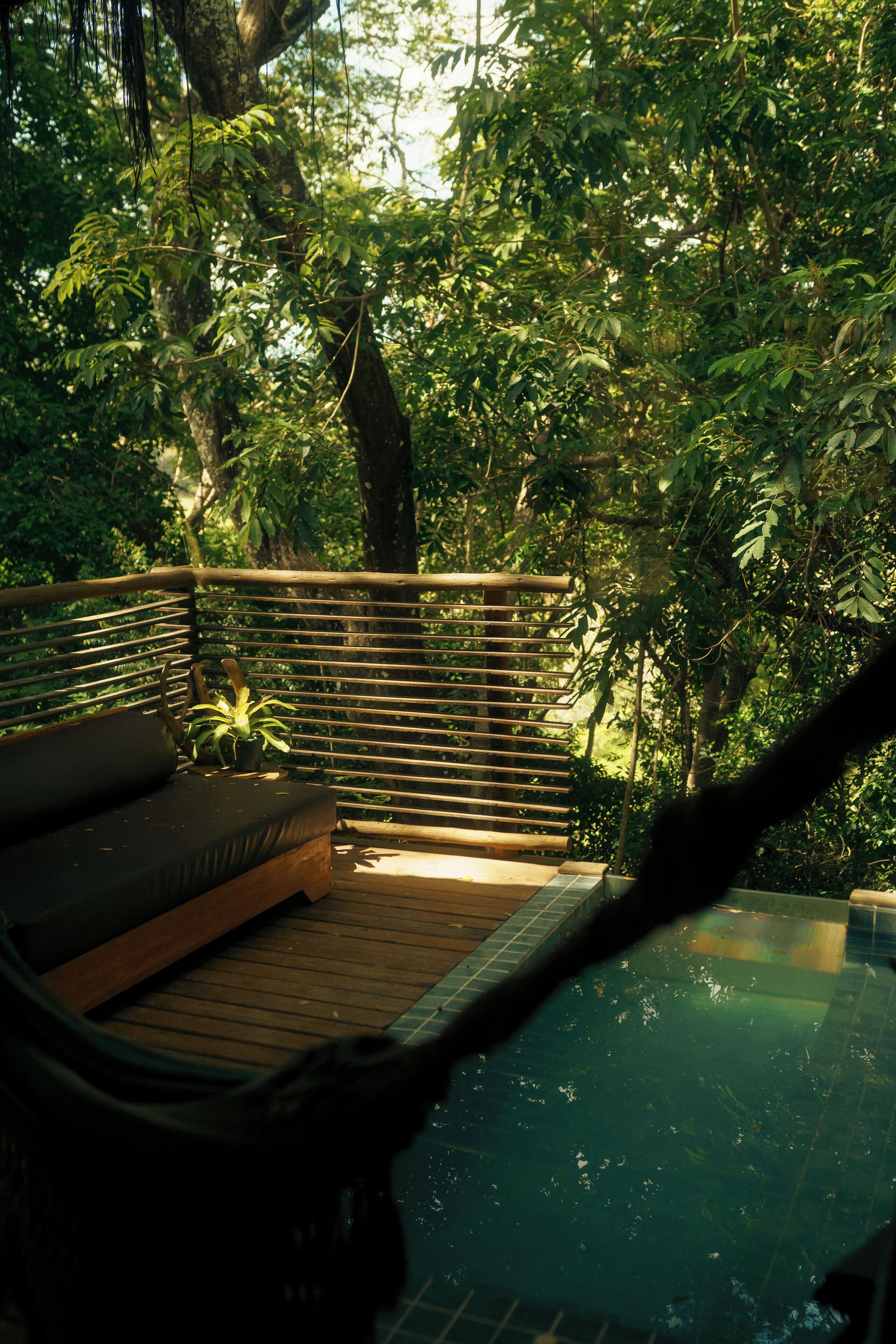 A wooden deck with a bench and a small potted plant, surrounded by dense foliage.