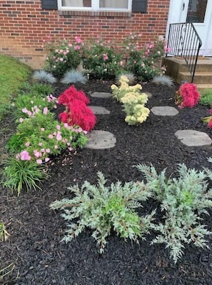 A garden with various plants and stepping stones.