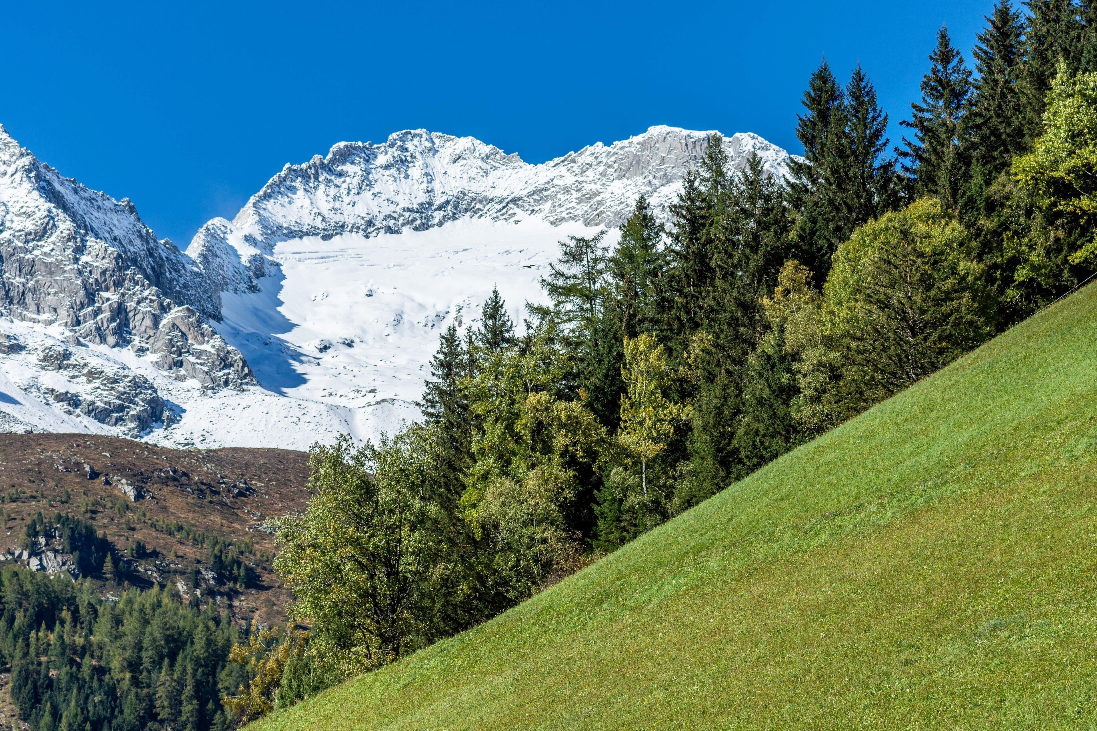 Un paysage montagneux avec des sommets enneigés, une forêt dense et une pente herbeuse.