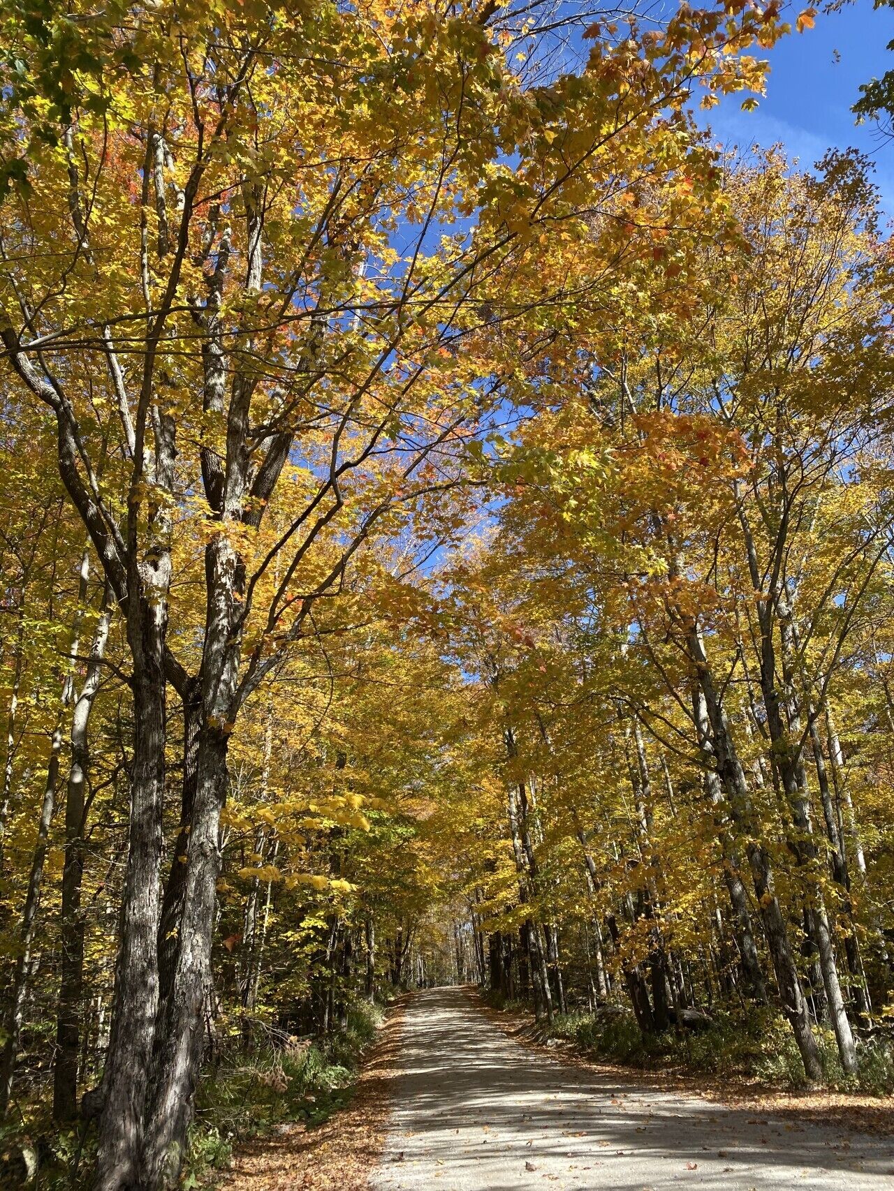 A forested path with trees displaying autumn foliage.