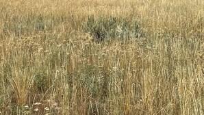 Una casa moderna de dos pisos con un amplio garaje, ubicada en un campo cubierto de césped.