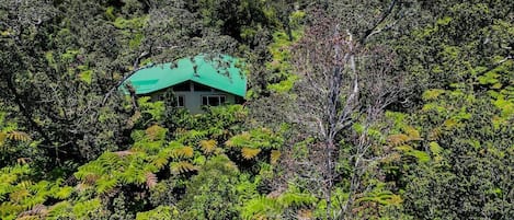 Una casa con techo verde ubicada entre abundante vegetación.