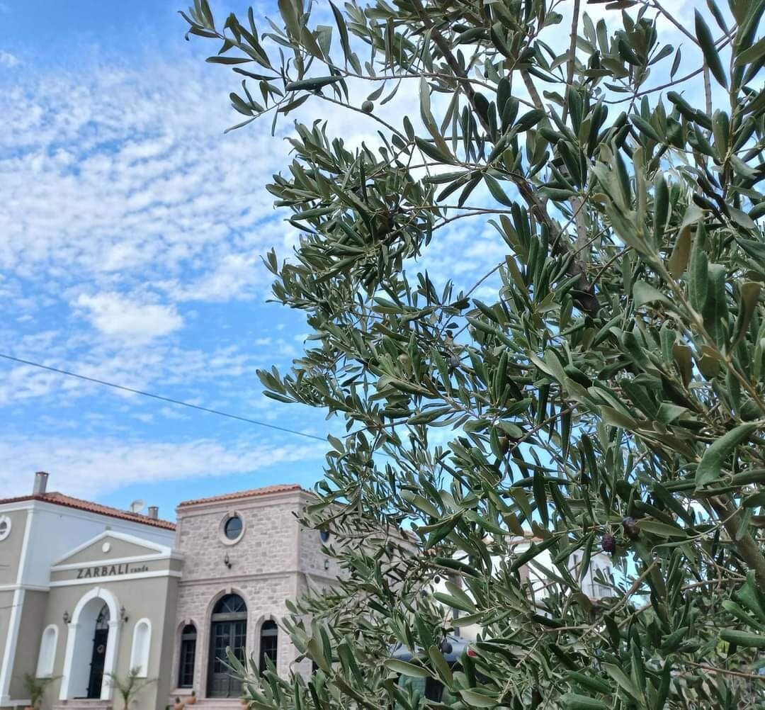 A building with a stone facade and arched windows, surrounded by olive trees.