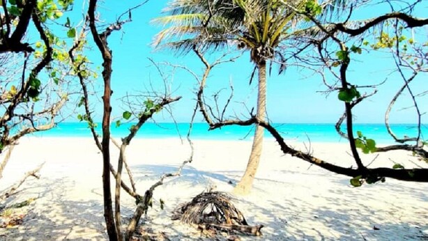 A beach scene with a clear sky, a palm tree, and a small pile of branches on the sand.