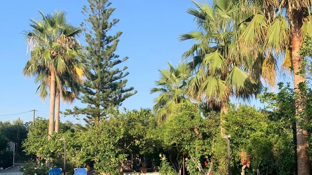 A swimming pool surrounded by palm trees and other greenery. - Maros Spitaki in Varipetro (Chania)