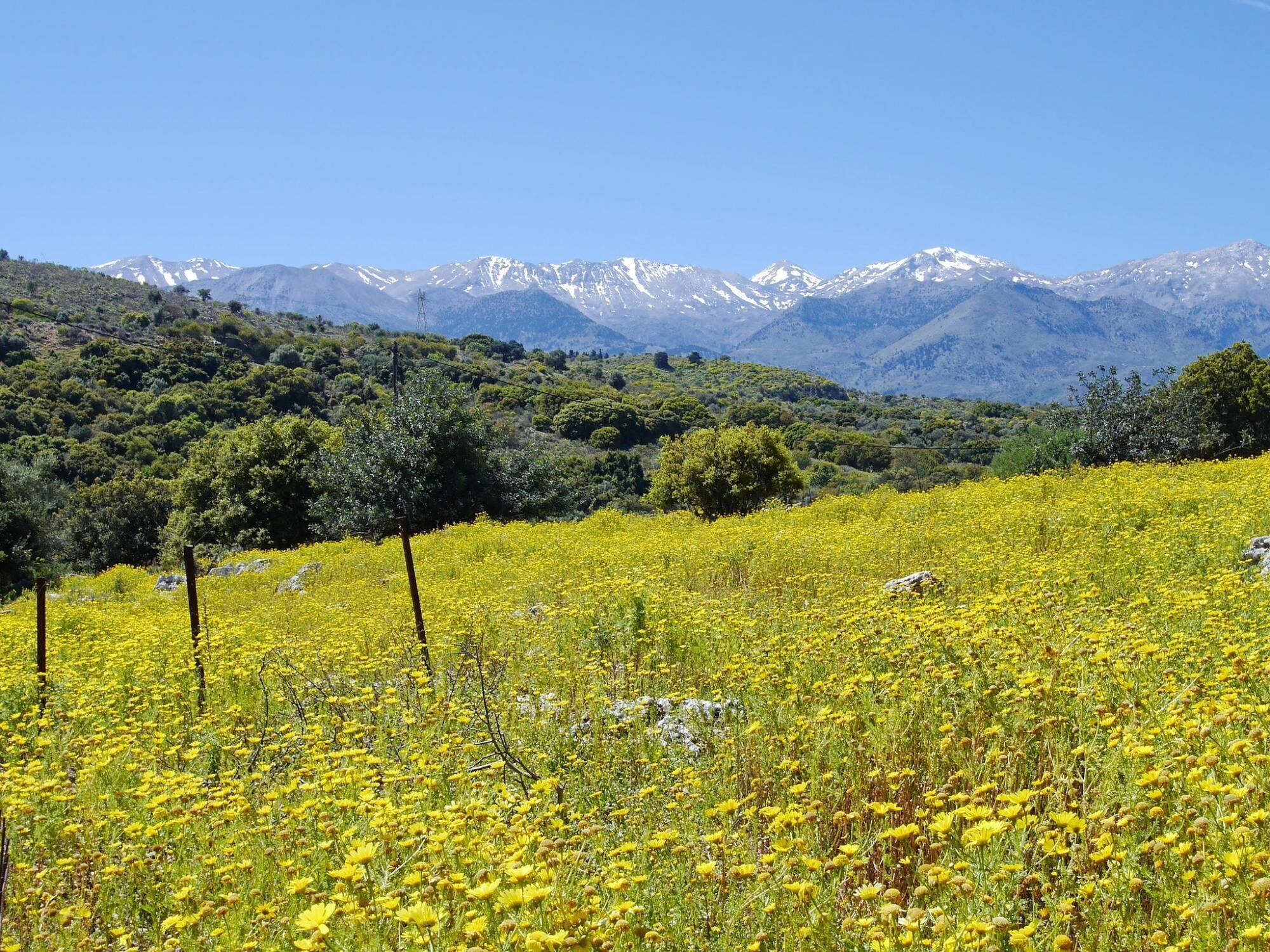 Un campo di fiori gialli con una catena montuosa sullo sfondo.