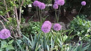 Un jardin avec des fleurs violettes et un feuillage vert.