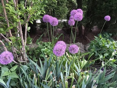 The Mansion on Park Avenue - walk to downtown Galena